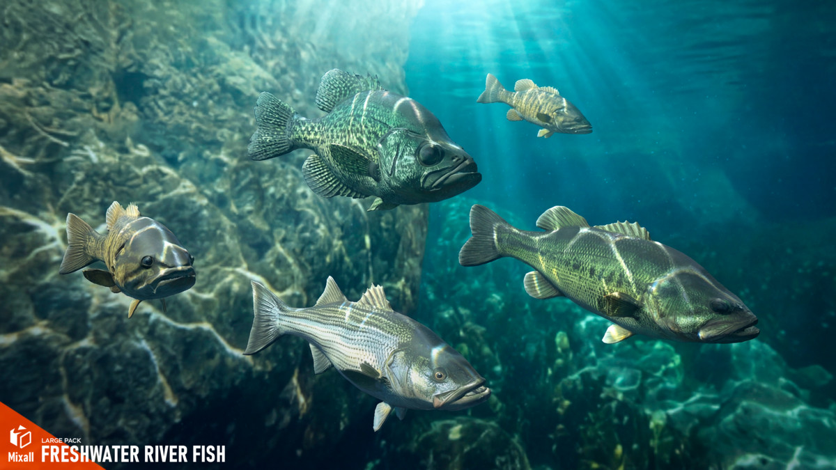 Freshwater river fish - large pack