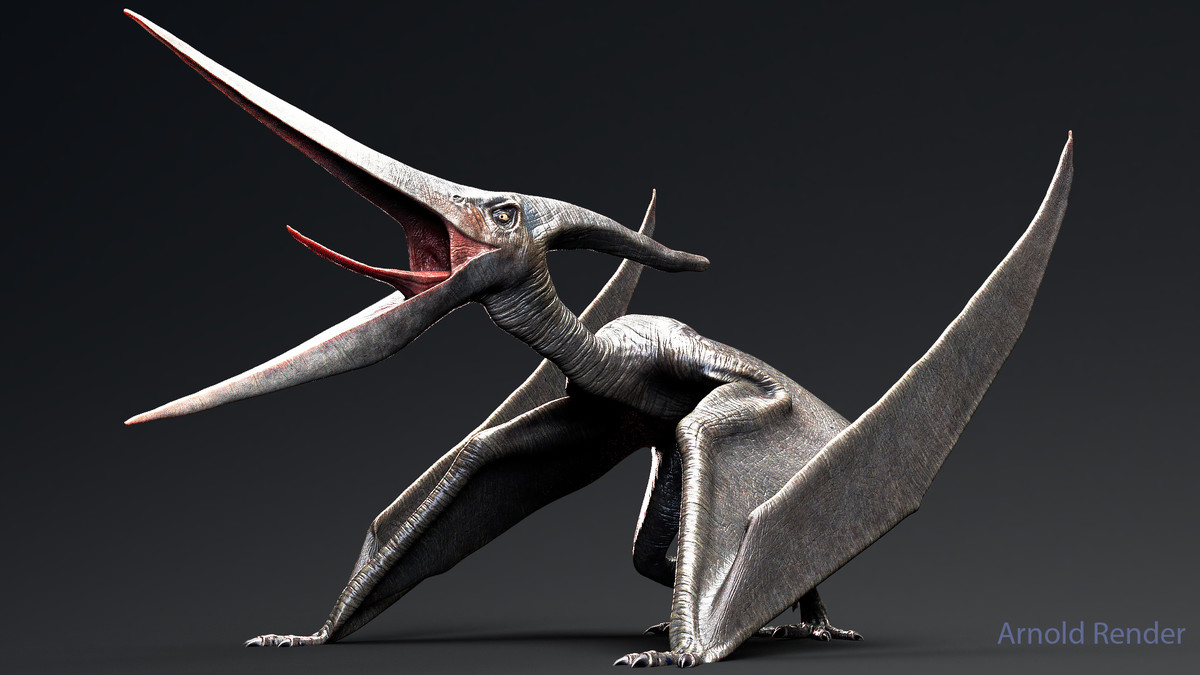 Dinosaur Pteranodon 179 Animations