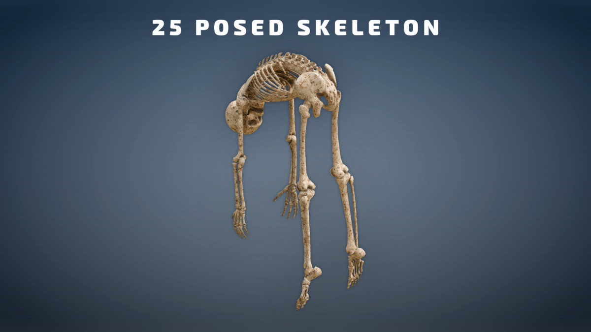 Skeleton Pack