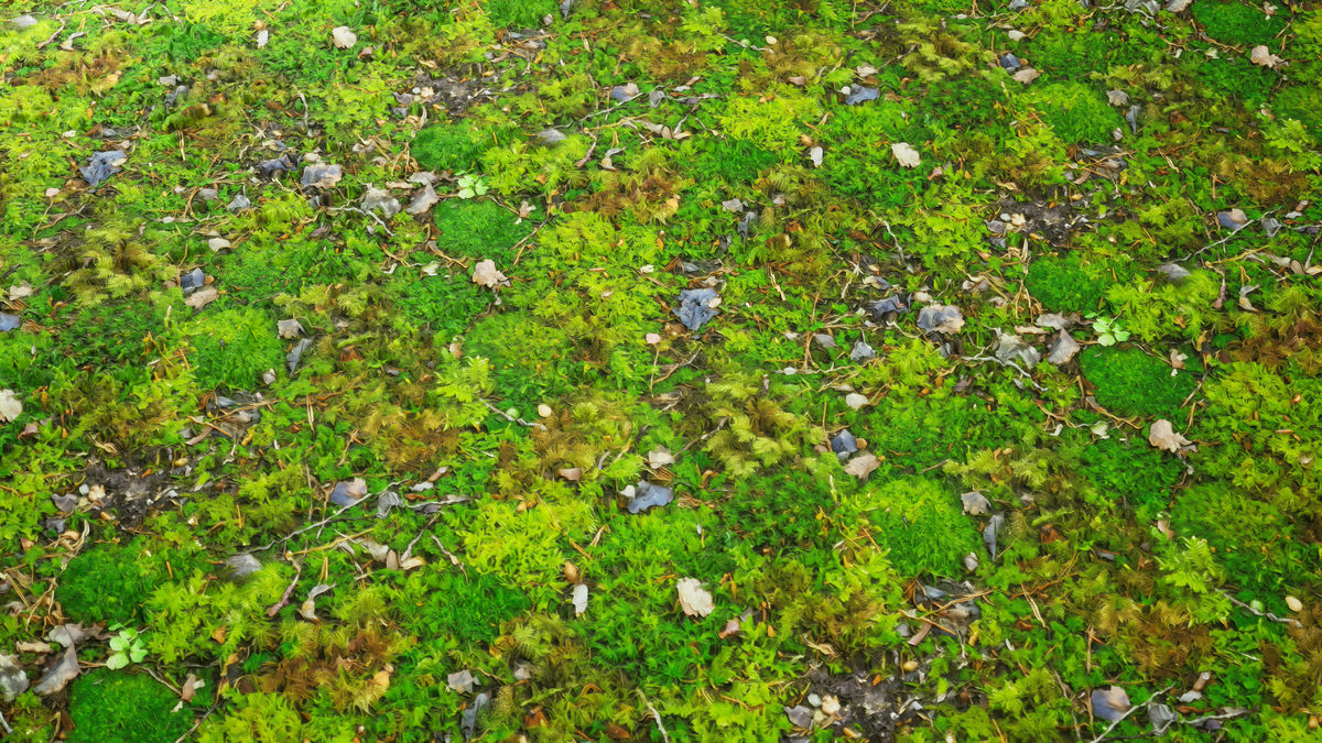 Realistic Materials - Forest Ground 1