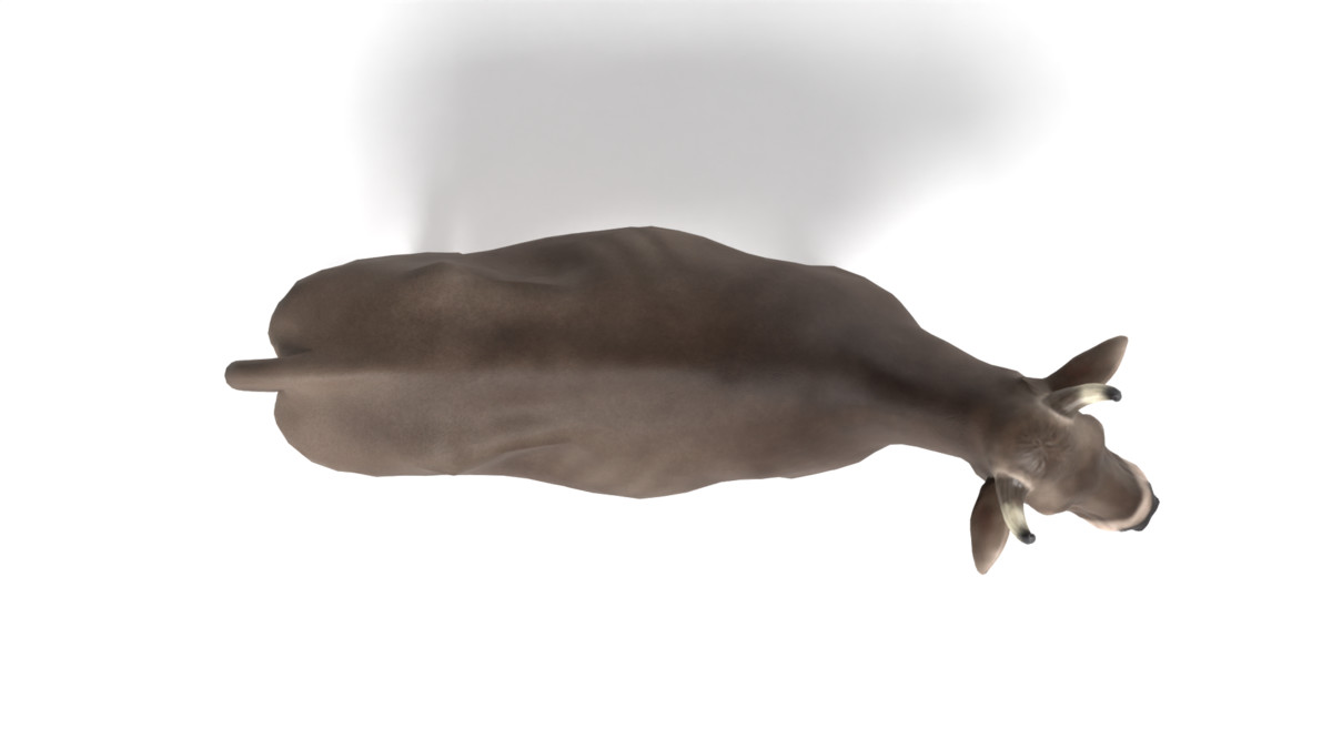 Braunvieh Cow