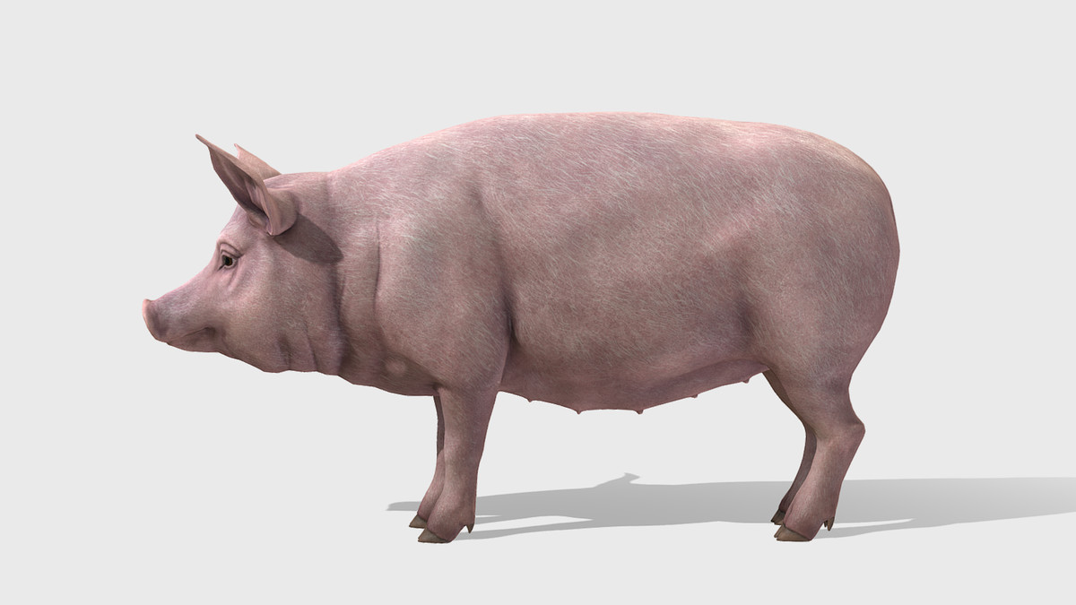 Pig - Female