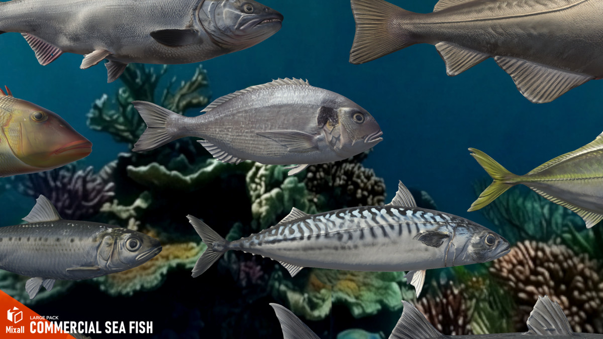 Commercial sea fish - large pack