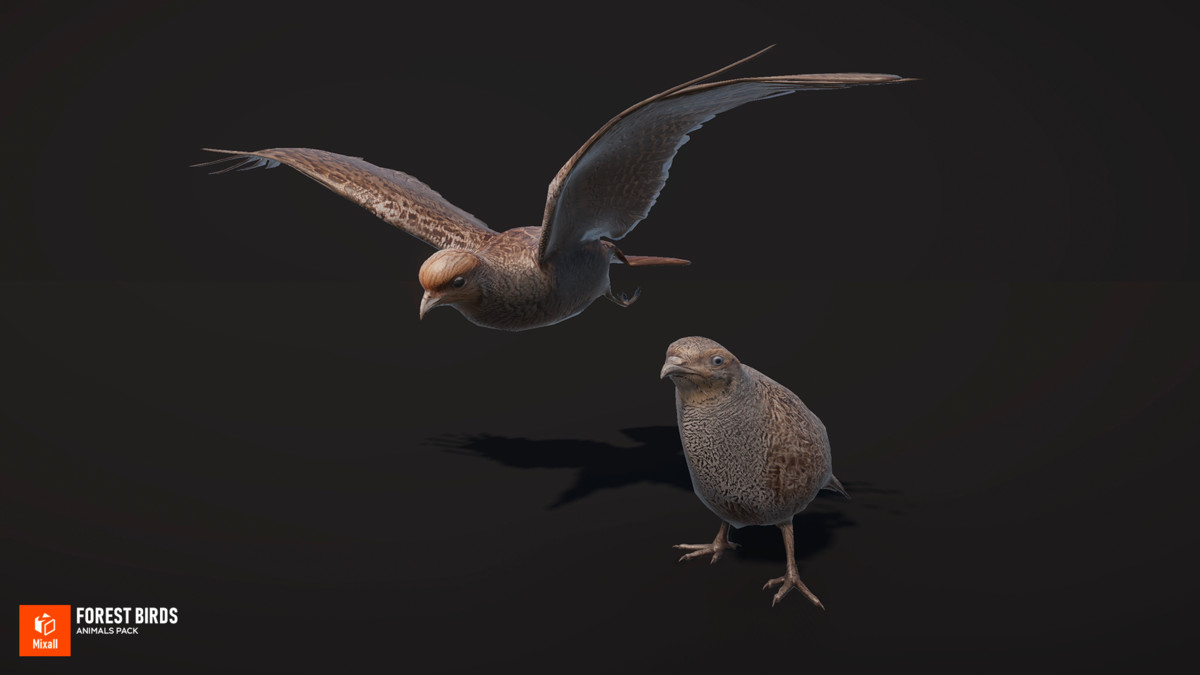 Forest birds - animals pack