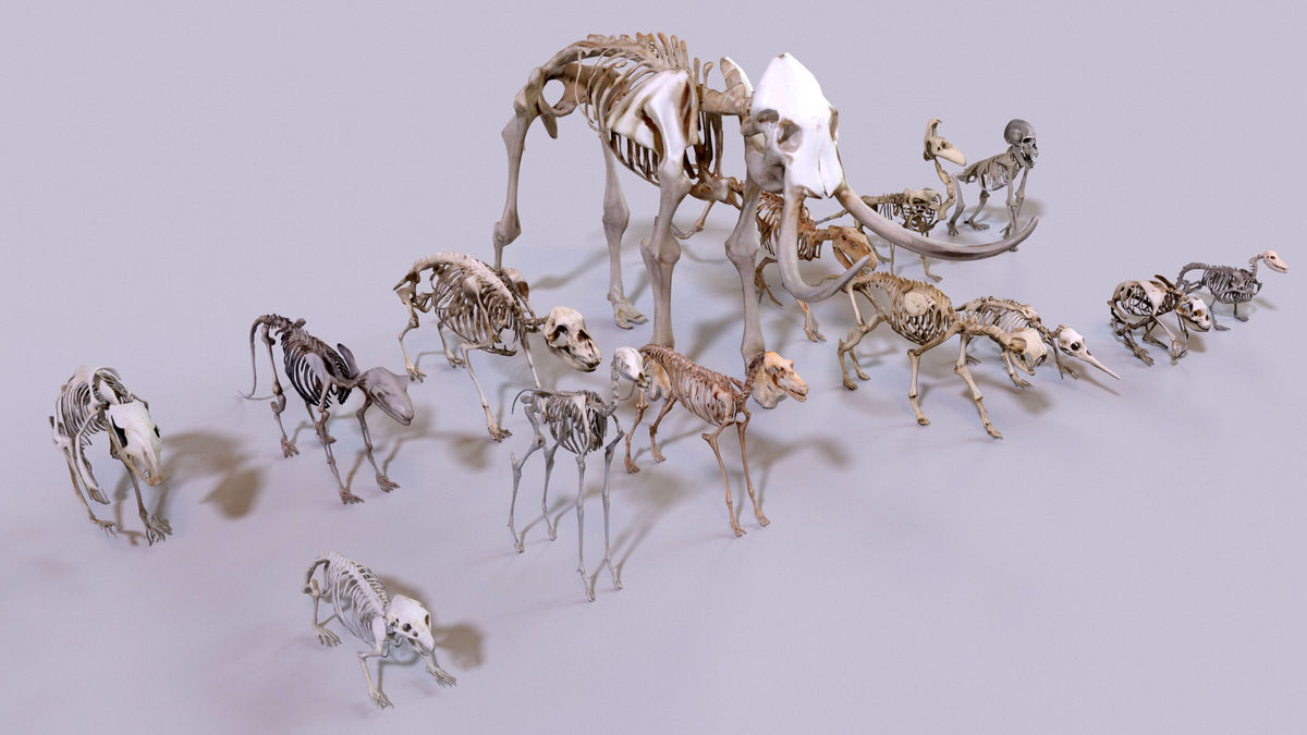 Ultimate Skeleton and Skull Pack. Game-ready low-poly assets