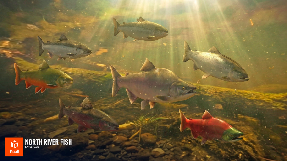 North river fish - large pack
