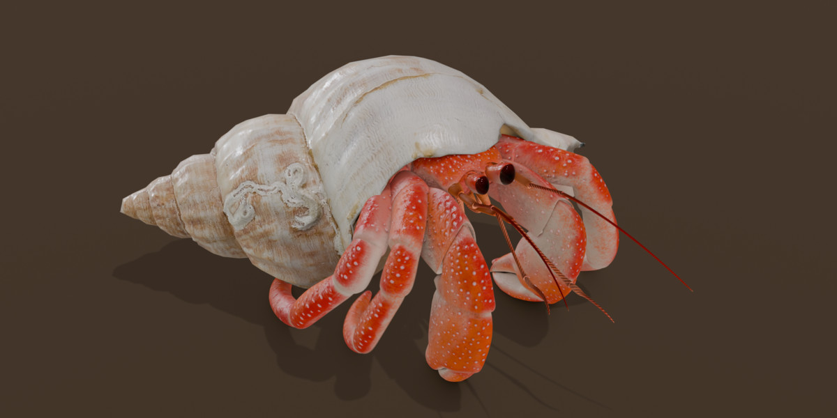Animated Hermit Crab