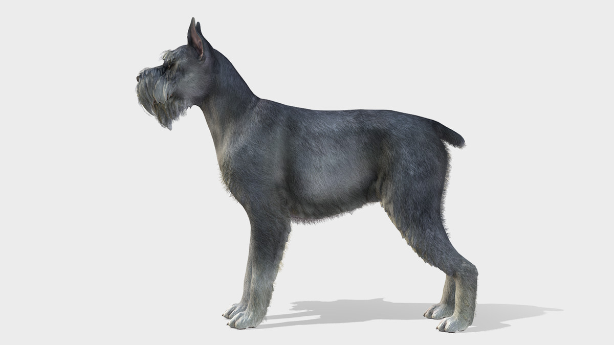 Dog - Schnauzer