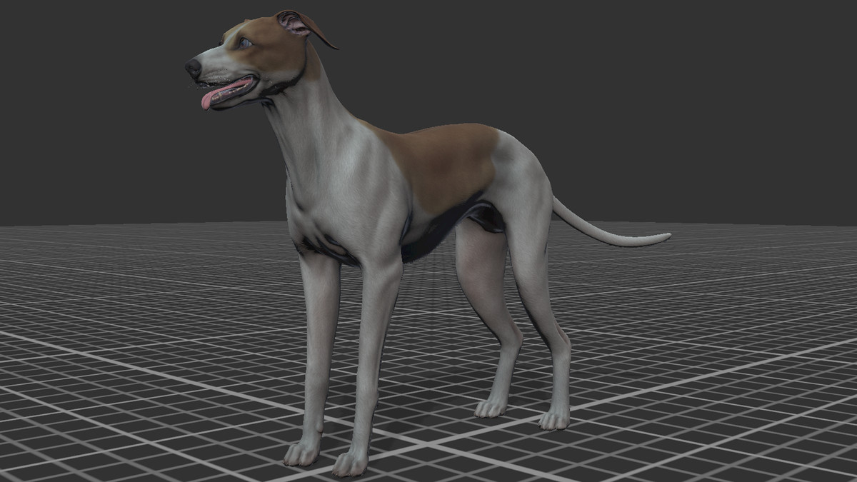 Dog -- Greyhound