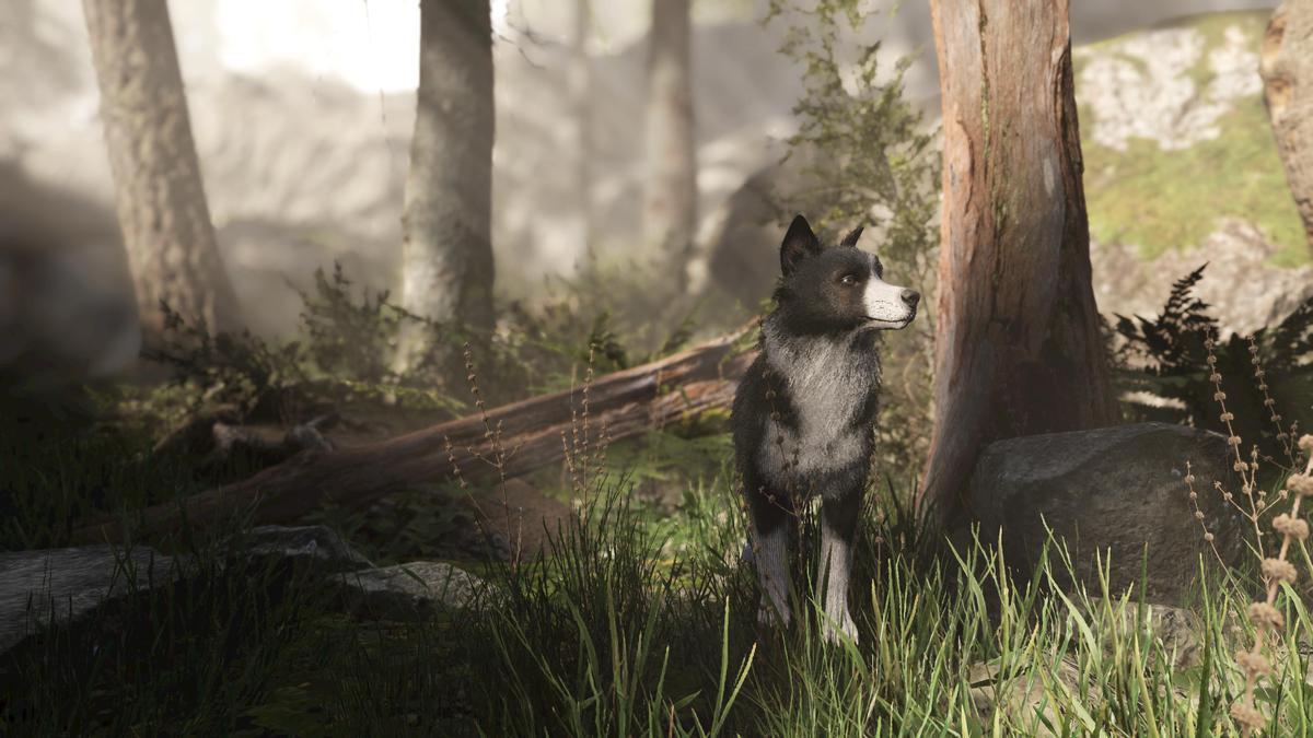 Skye the Border Collie (Dog)