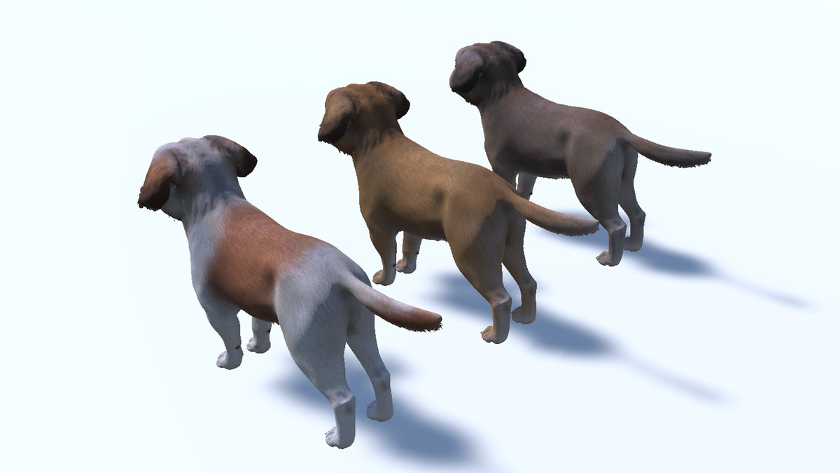 Dog - Shih Tzu
