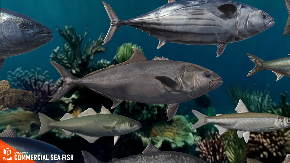 Commercial sea fish - large pack