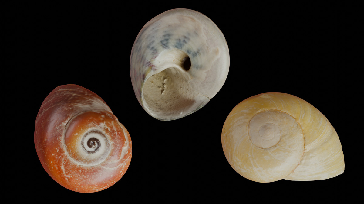 SeaShells Pack Vol 3