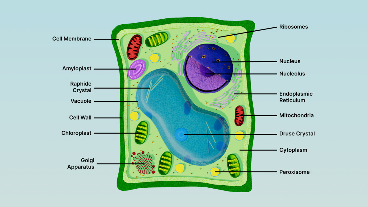 Eukaryotic Plant Cell - Cross Section