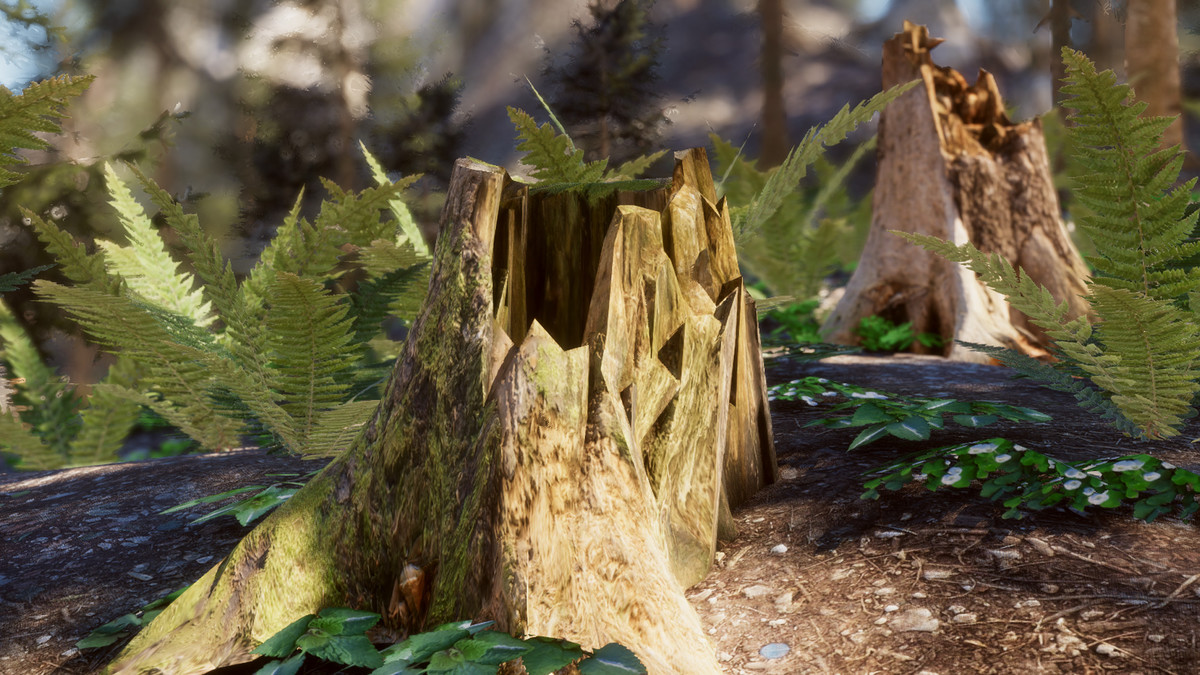 Mountain Forest Stumps