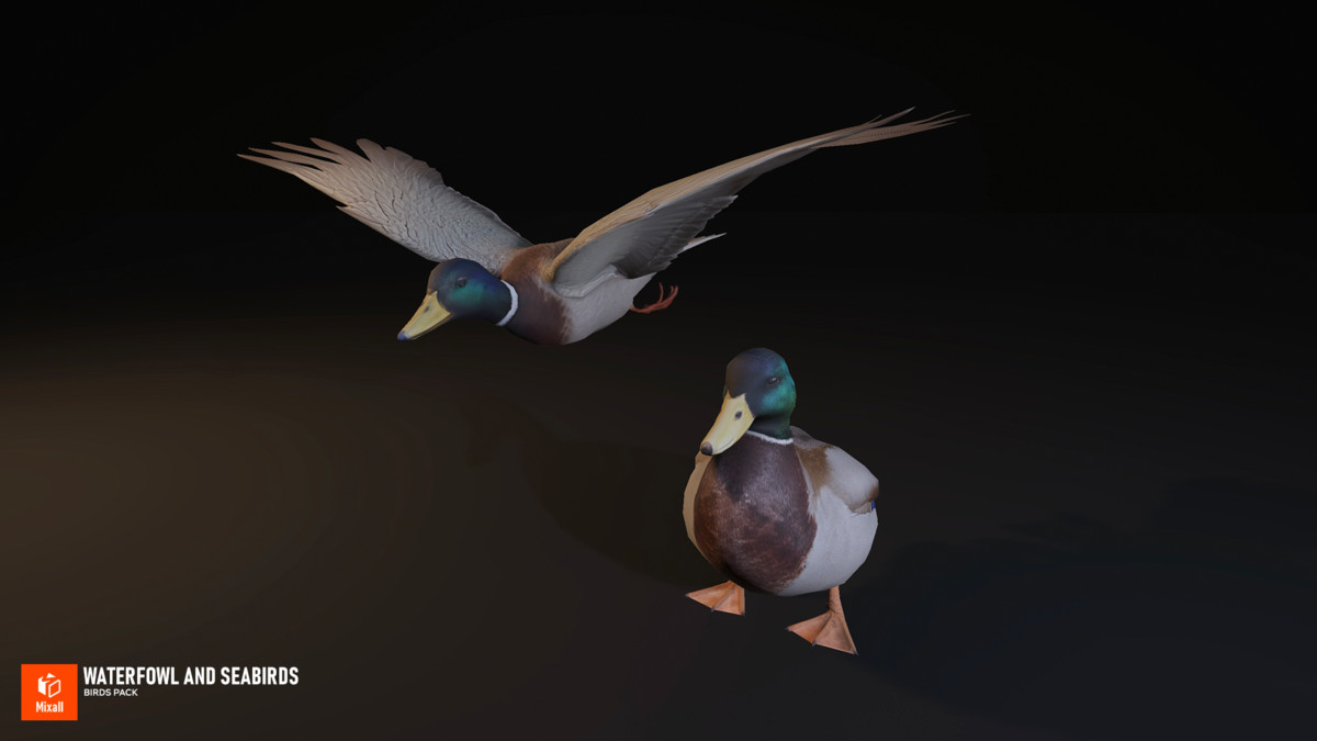 Waterfowl and seabirds - birds pack