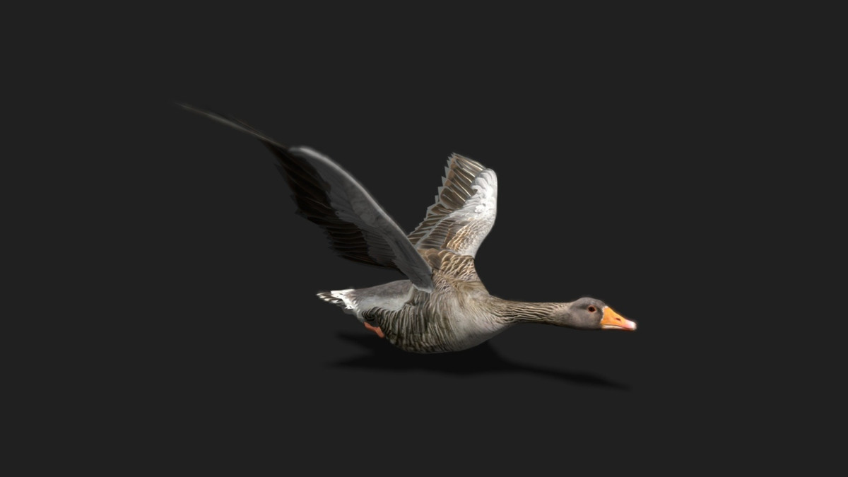 WILDPOLY - Animated Animals – Realistic Pack