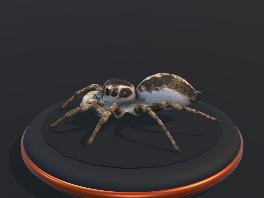 Arachnid Collection — 4 Animated Spiders