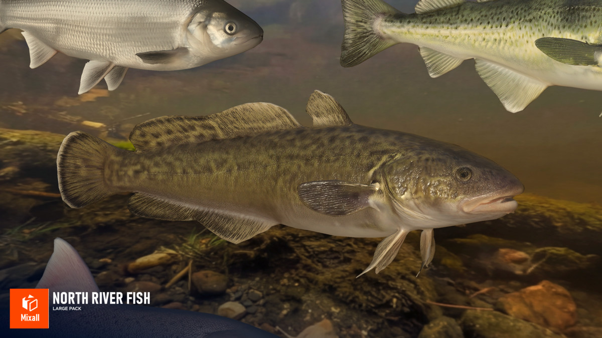 North river fish - large pack