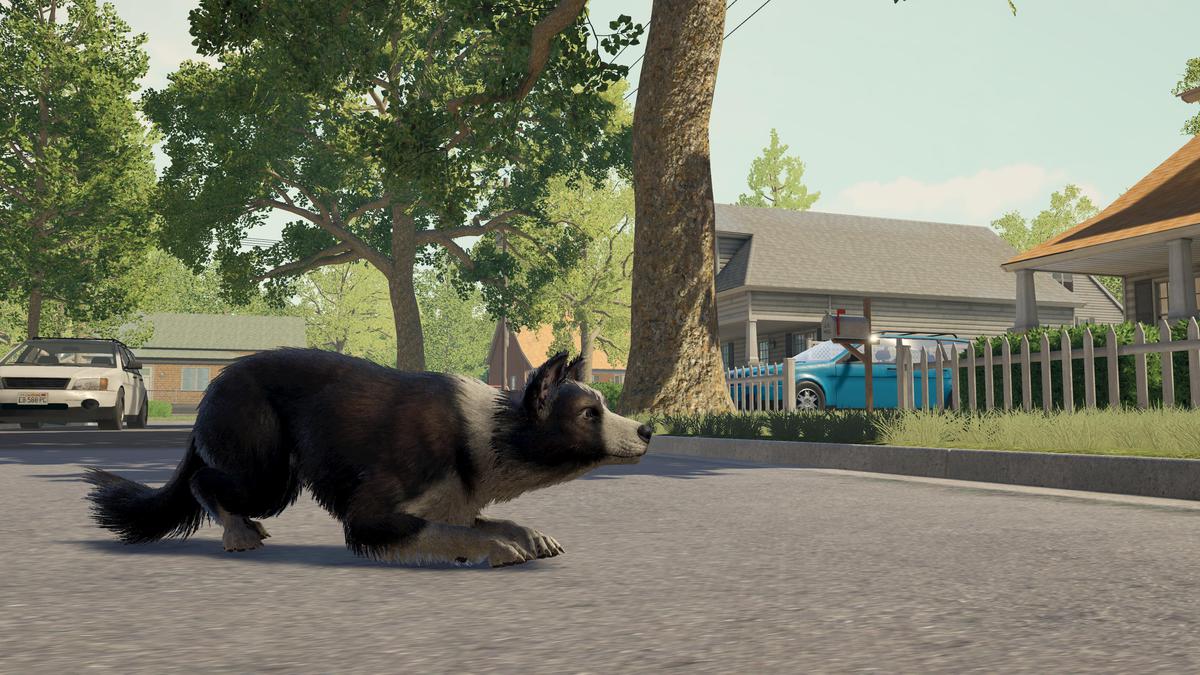 Skye the Border Collie (Dog)