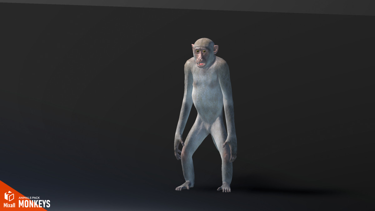 Monkeys - animals pack