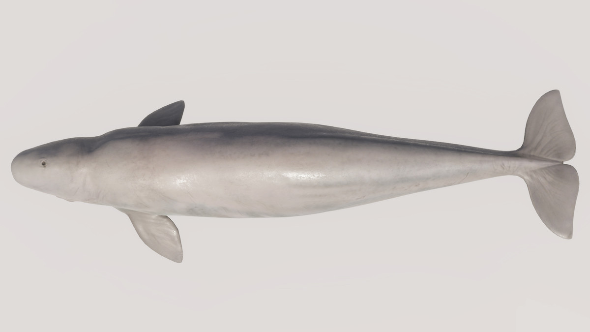 Beluga Whale with Spline System
