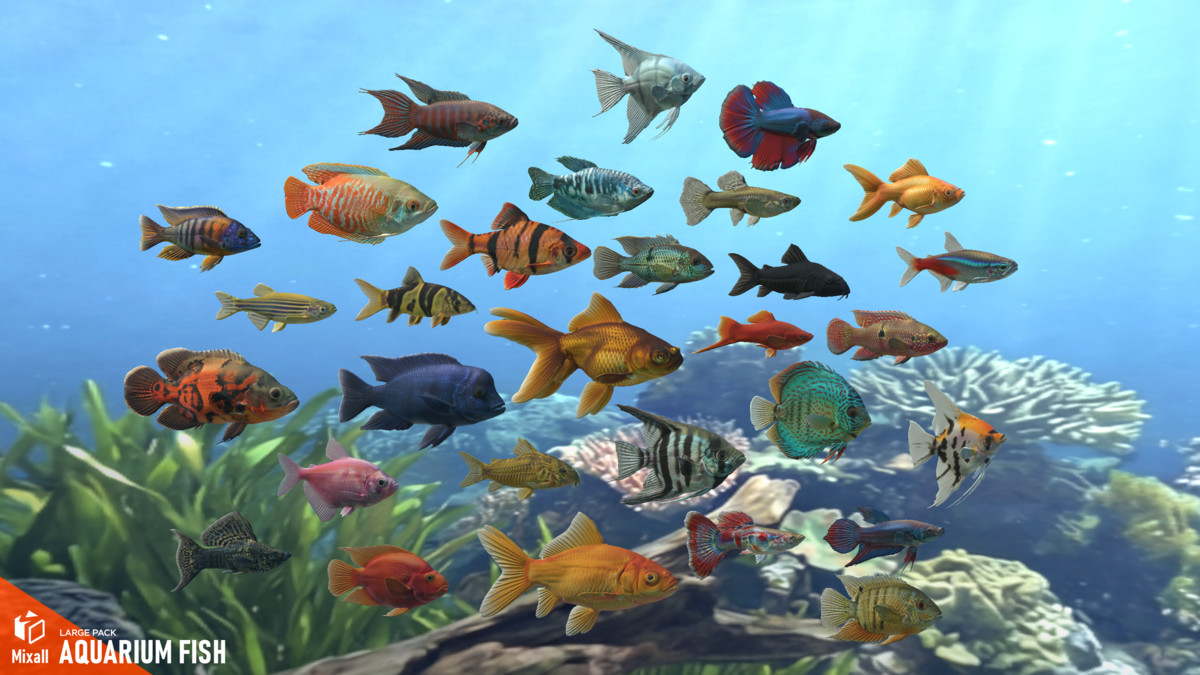 Aquarium fish - large pack