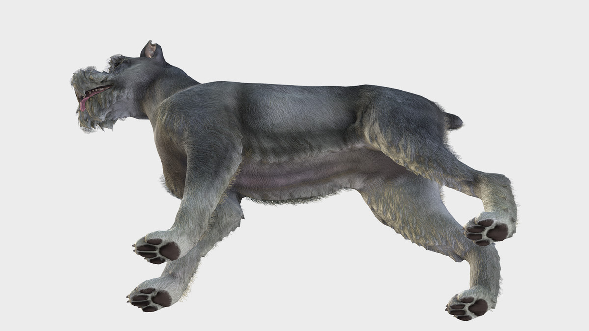 Dog - Schnauzer