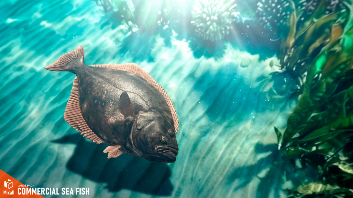 Commercial sea fish - large pack