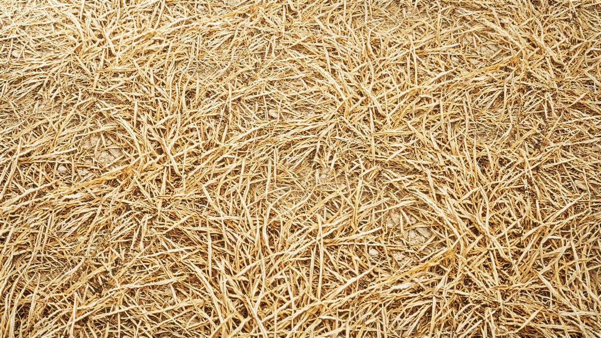 Realistic Materials - Forest Ground 2