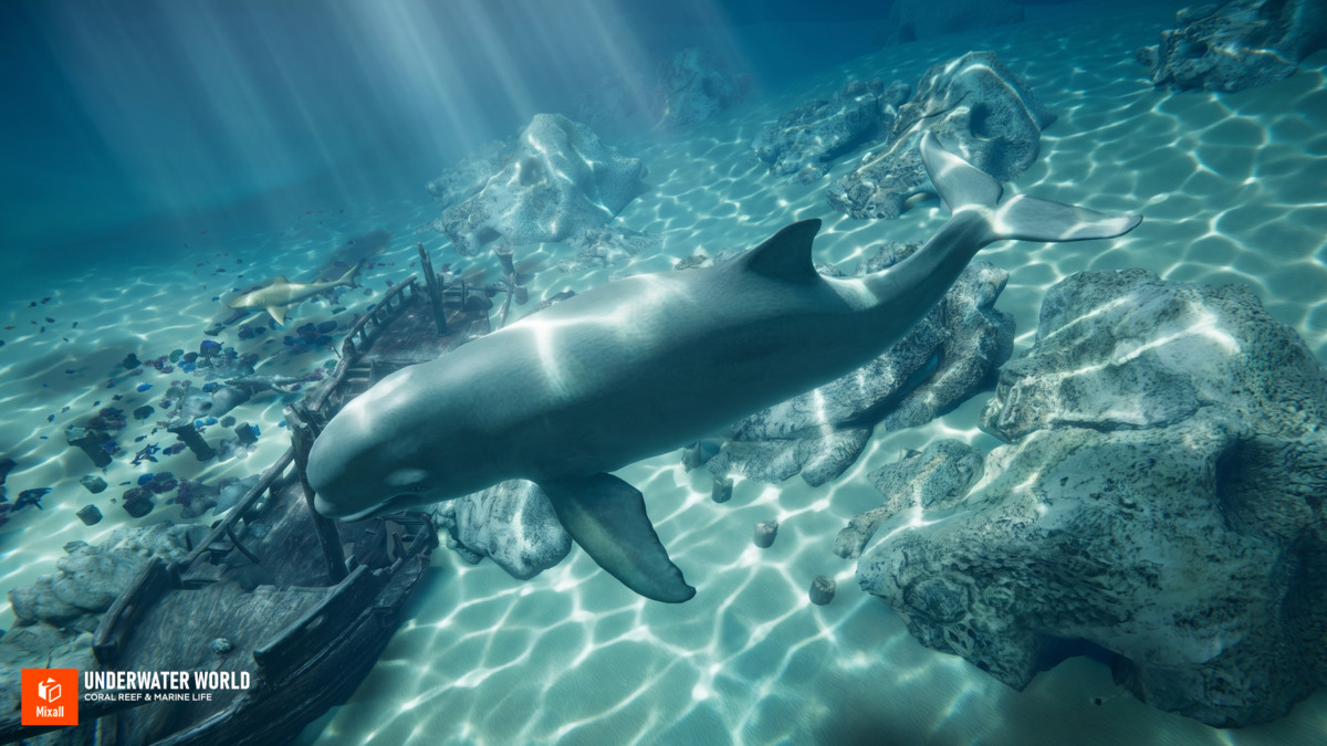 Underwater world - Coral Reef & Marine Life