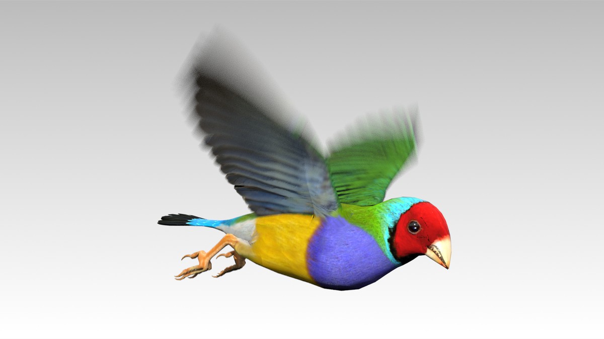 Gouldian Animated