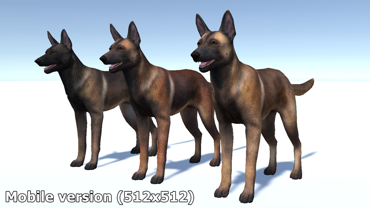 Dog - Belgian Malinois