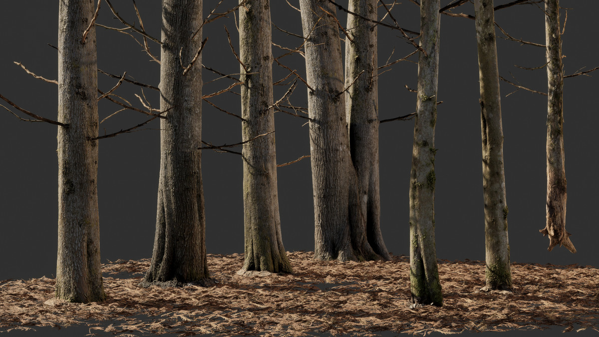 Cypress Tree
