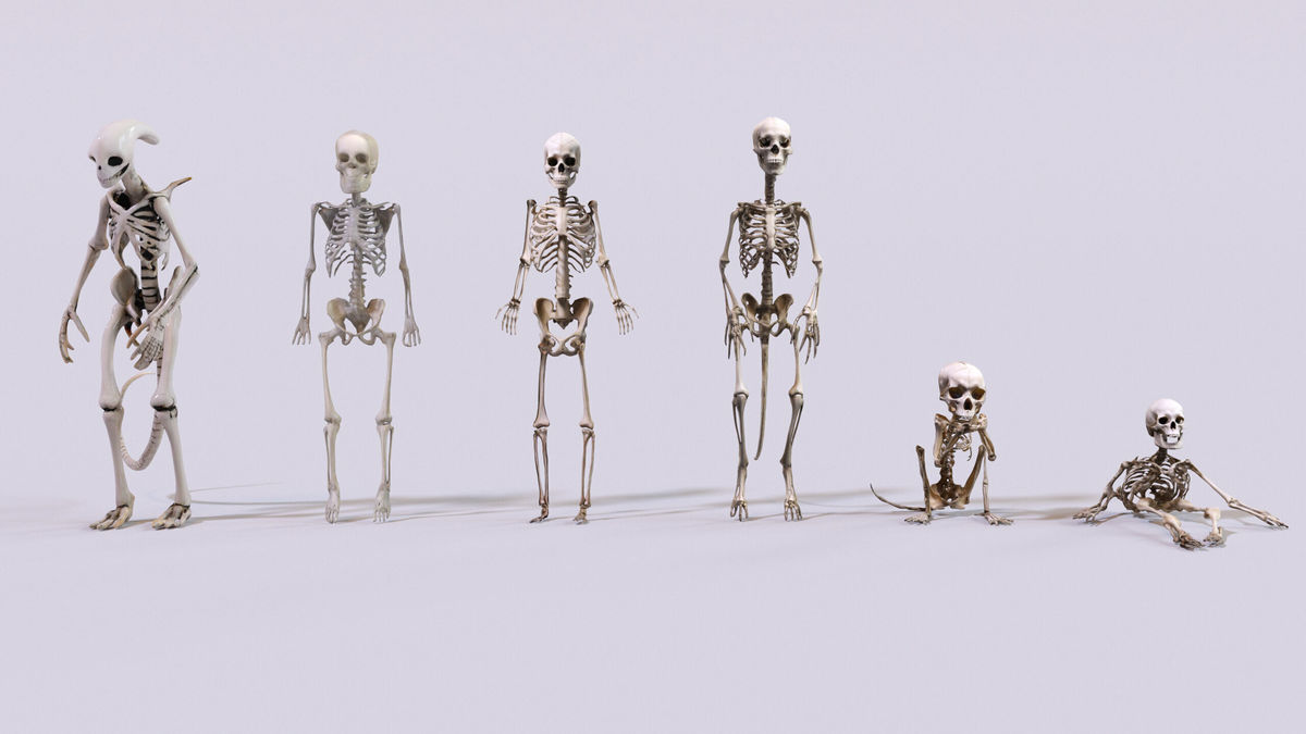 Ultimate Skeleton and Skull Pack. Game-ready low-poly assets