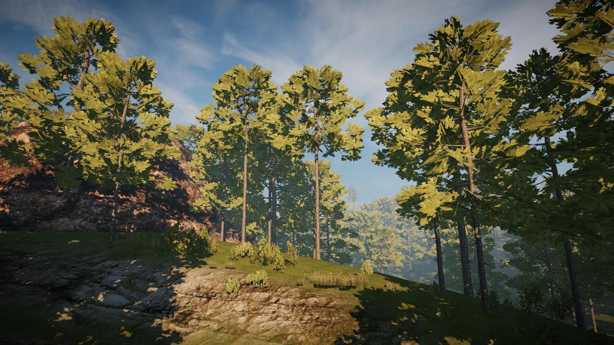 Big Tree Bundle