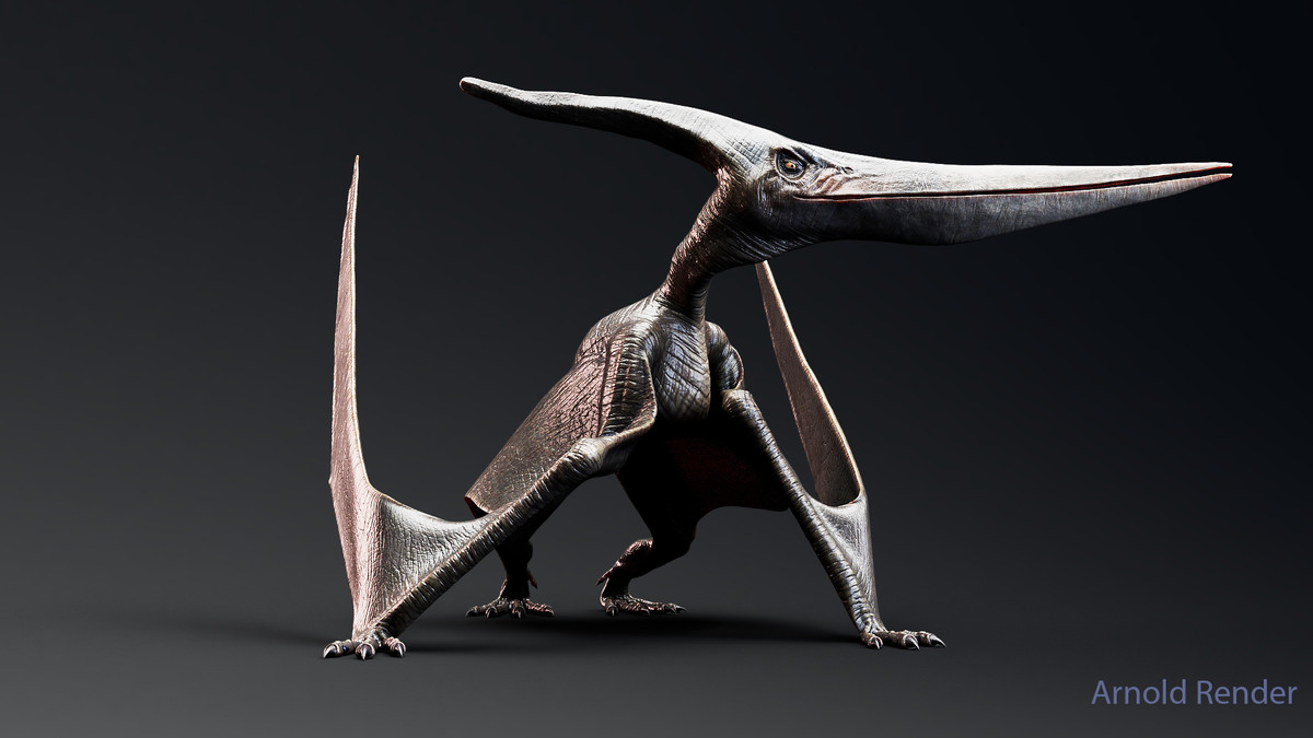 Dinosaur Pteranodon 179 Animations
