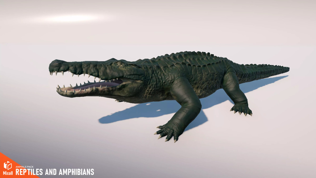 Animals pack - birds, reptiles and others