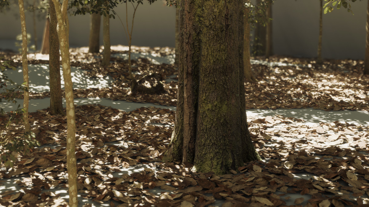 Forest Oak Trees