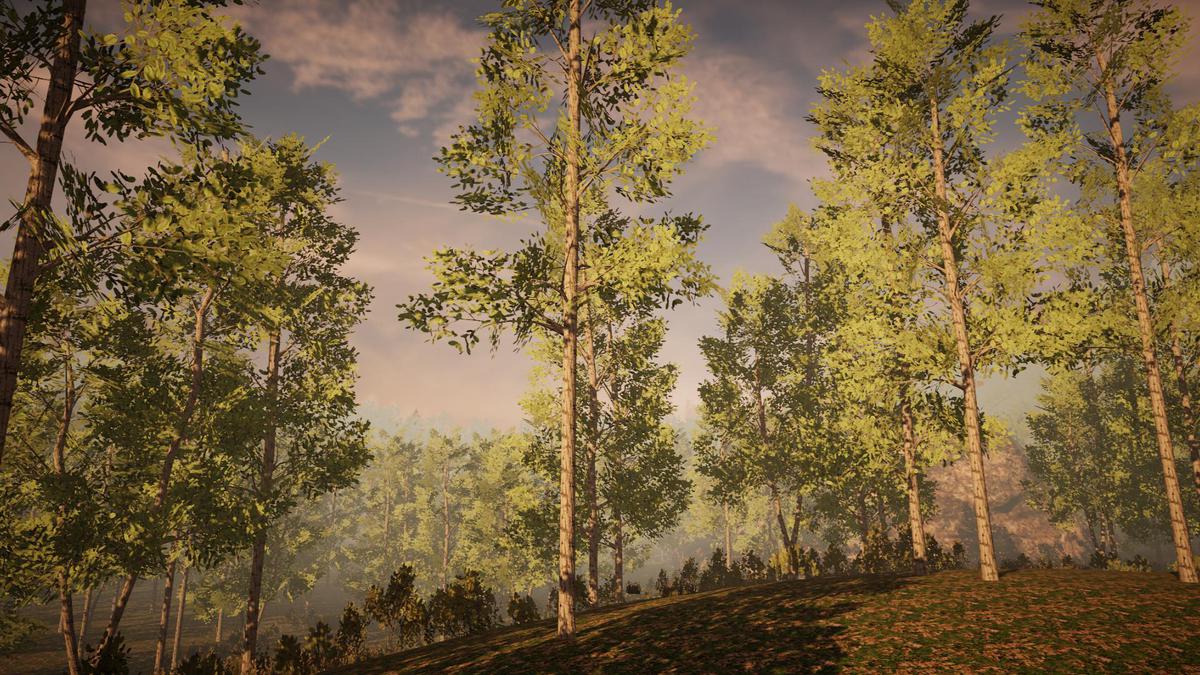 Big Tree Bundle