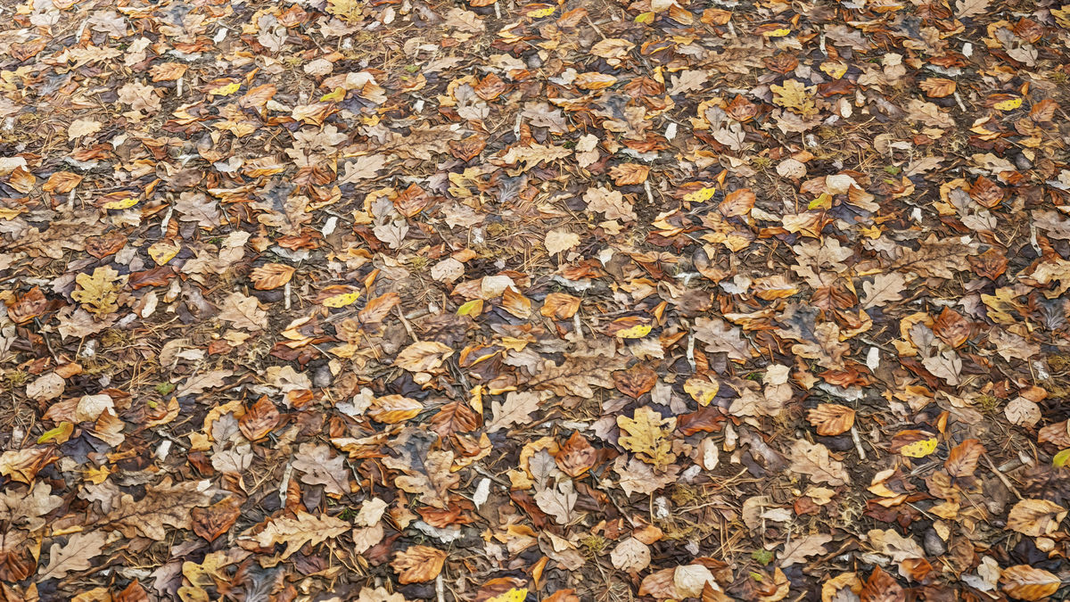 Realistic Materials - Forest Ground 1