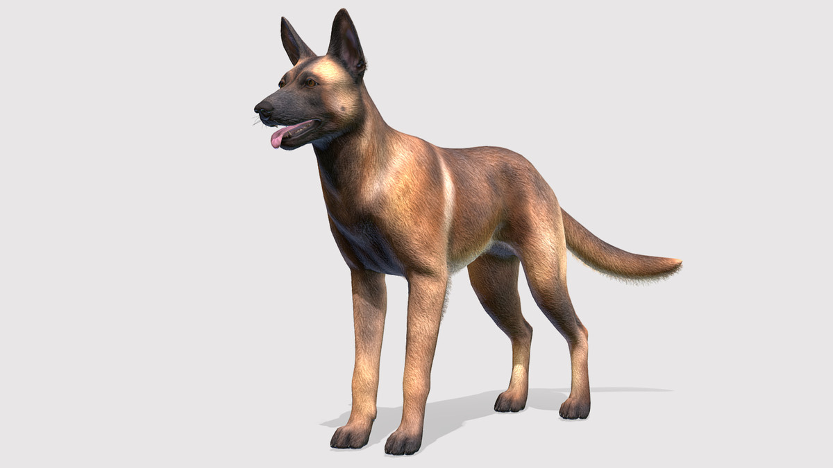 Dog - Belgian Malinois
