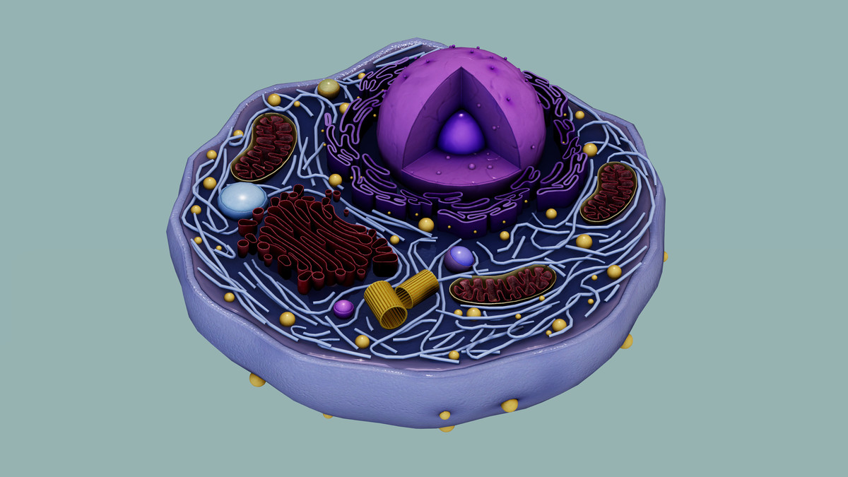 Eukaryotic Animal Cell - Cross Section
