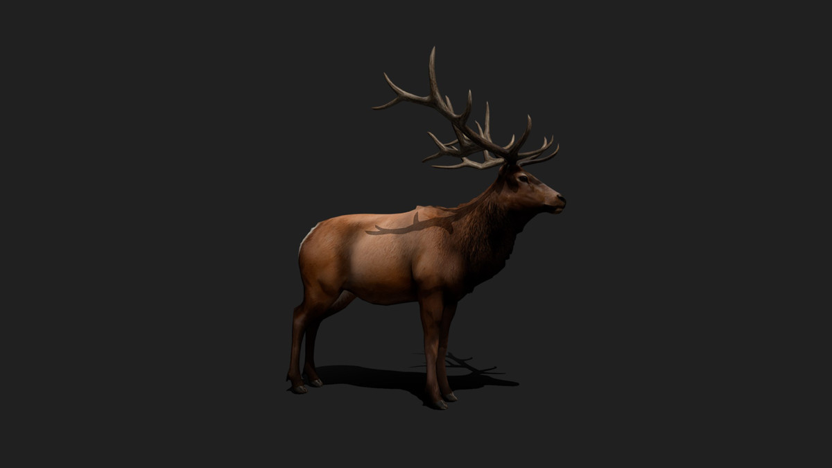 WILDPOLY - Animated Animals – Realistic Pack