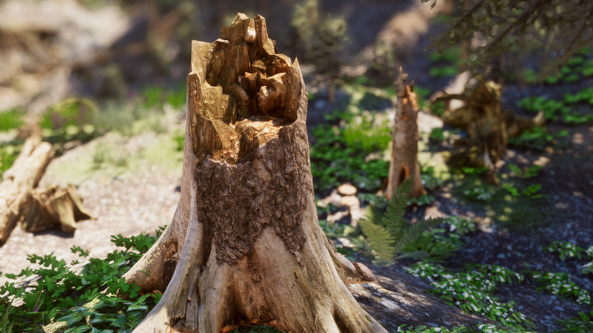 Mountain Forest Stumps