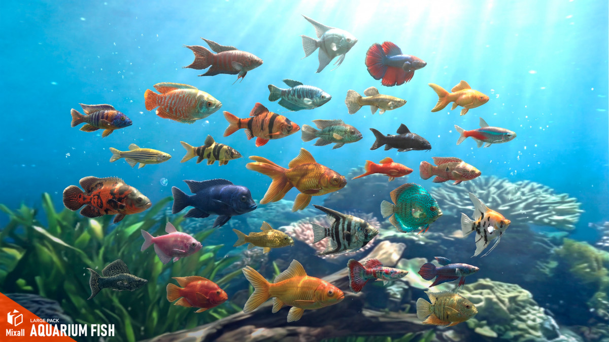 Aquarium fish - large pack