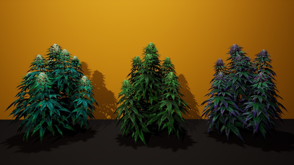 Cannabis (Hemp) Plant 3D Models Pack