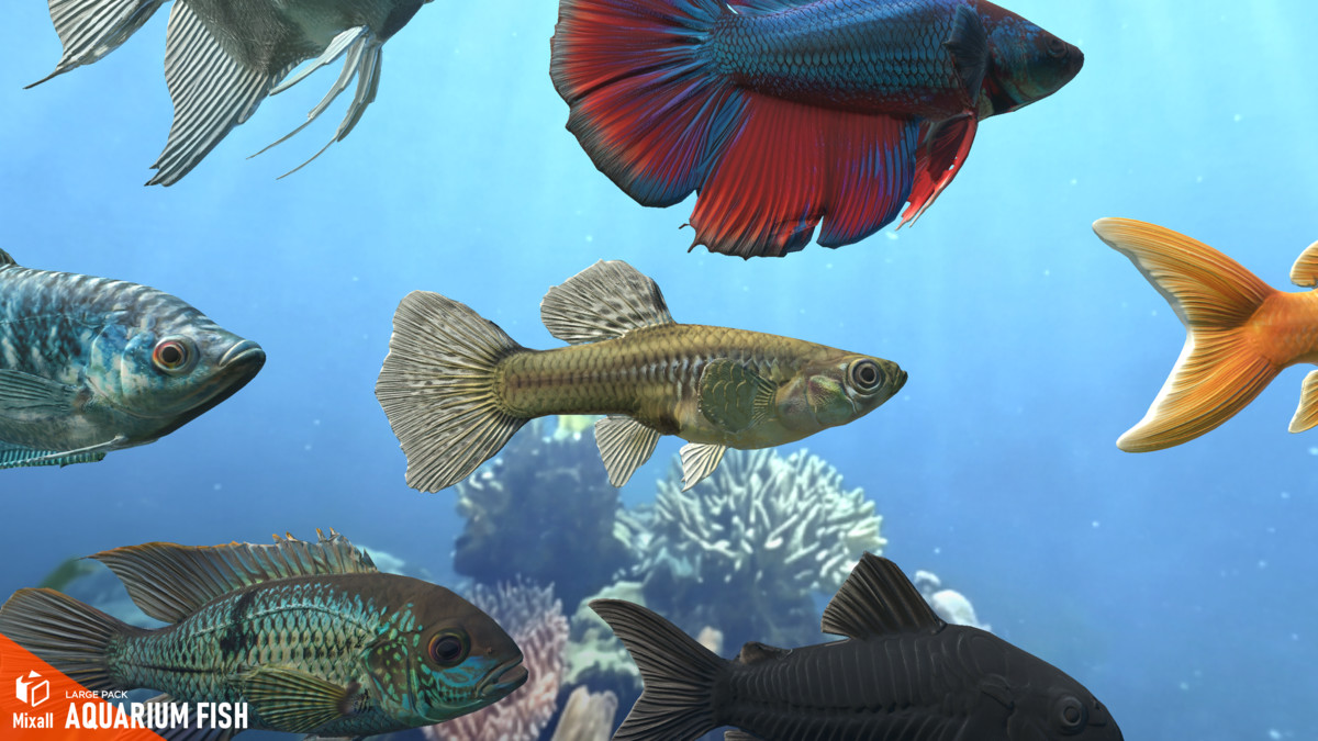 Aquarium fish - large pack
