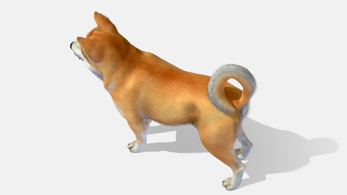Dog - Akita Inu