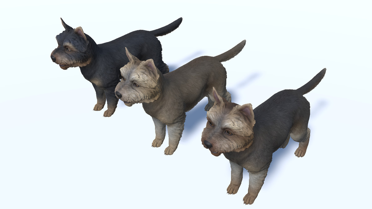 Dog - Yorkshire Terrier